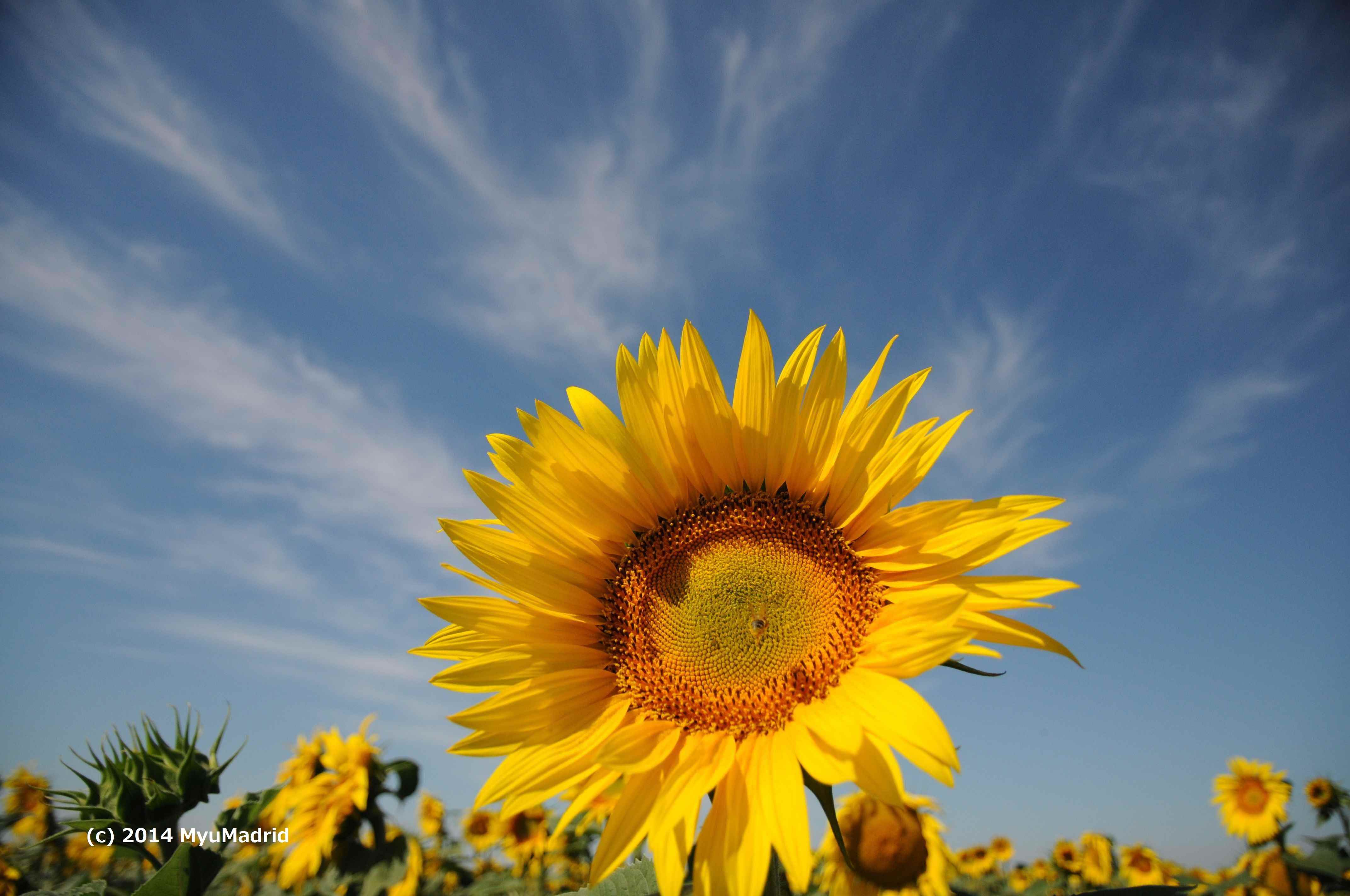 アルベロベロ ひまわり Amazon | プロカット・レッドレモンバイカラー（ヒマワリ）の種